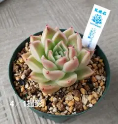 多肉植物 ミックスベリア 赤鬼 抜き苗 おらいさん苗 青札 - メルカリ