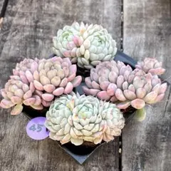 NEW❗️451多肉植物　レッドエッグ&ラノリンボール　抜き苗　各2苗セット❣️