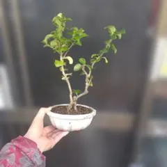 ミニ盆栽、盆栽、植木、植物、雑木、山野草、花物盆栽、実物盆栽、盆栽鉢のサムネイル