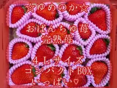 おぱんちゅ苺♡ゆめのか♡完熟苺♡４Ｌサイズ♡コンパクトBOXいっぱい♡