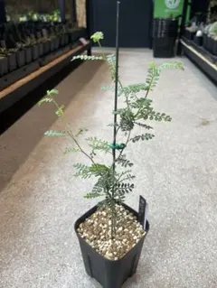 アデニア ペリエリ 挿木 3 検索用( 塊根 多肉 珍奇植物 アデニア ペリエリ 挿木 3 検索用( 塊根 多肉 珍奇植物 - メルカリ