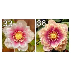 2026年最新】ソレイユ クリスマスローズの人気アイテム - メルカリ