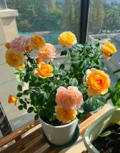 2026年最新】ファミリア スマホ ショルダーの人気アイテム - メルカリ