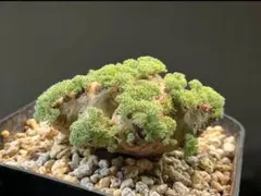 2026年最新】サルコカウロン ペニクリナムの人気アイテム - メルカリ
