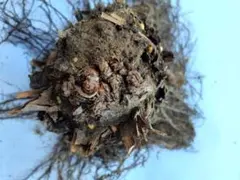 hamahama様 リクエスト 2点 まとめ商品