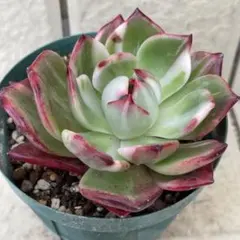 まぁちゃん様 リクエスト 2点 まとめ商品