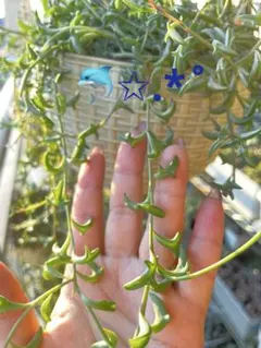 多肉植物 ドルフィンネックレス 3カット❣️