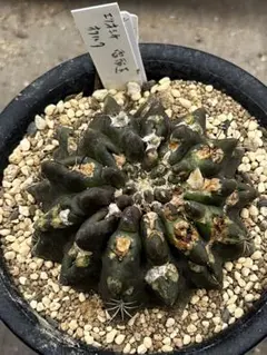 エリオシケ　オクルタ Yahoo!オークション -「エリオシケ オクルタ」(観葉植物) の落札相場