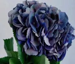 【花苗】アジサイ　レディ　マタハリ　7号鉢　21センチ　秋色花付き　メルカリ便 花苗】アジサイ レディ マタハリ 7号鉢 21センチ 秋色花付き メルカリ