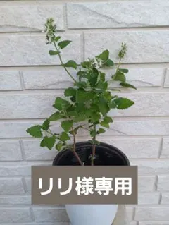 リリ様専用　リクエスト品　キャットニップ　1苗