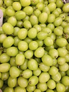 シャインマスカット 3～4房 ( 2kg 前後) 種なし ぶどう 大粒 長野県