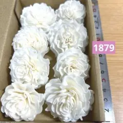 ソラフラワー　1879