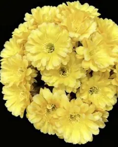 星芒 入手困難新品種　花サボテン　エキノプシス属複色咲　花10−12cmのサムネイル
