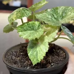 2025年最新】ベゴニア ルージュの人気アイテム - メルカリ