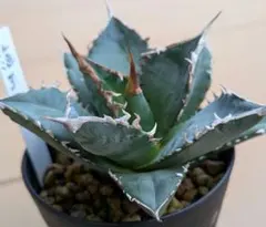 2025年最新】アガベ 海王の人気アイテム - メルカリ