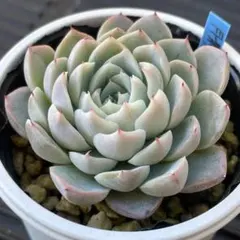 きよみ様 リクエスト 2点 まとめ商品