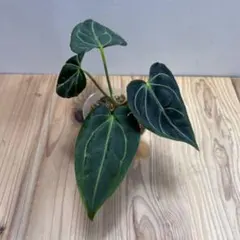 アンスリウム ダーケストパナマ hybrid RLFS anthurium - メルカリ