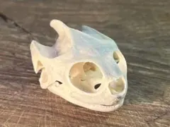 ミシシッピアカミミガメ　骨格　頭骨　ミドリガメ　その3 ミシシッピアカミミガメ 骨格 頭骨 ミドリガメ その4 - メルカリ