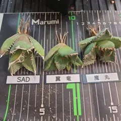 2026年最新】アガベ翼竜の人気アイテム - メルカリ