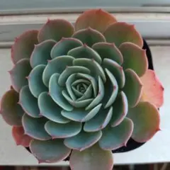 2025年最新】多肉植物 七福神 抜き苗の人気アイテム - メルカリ