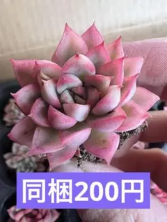 まーる様 リクエスト 5点 まとめ商品