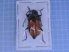 ブラジル産 カミキリムシ 標本 Poecylopyrodes pictus - メルカリ