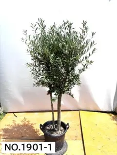 2025年最新】オリーブ 古木の人気アイテム - メルカリ