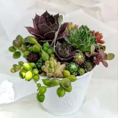 多肉植物♡そのまま飾れる♡寄せ植え♡センペルビウム