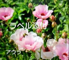 2026年最新】ラナンキュラス アウラの人気アイテム - メルカリ