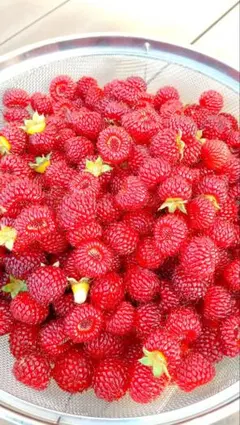 ケイタ＠ワン様専用ページ 無農薬　輝くラズベリー✨️　約６００グラム クール便