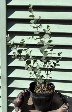 2026年最新】ユーカリ 苗の人気アイテム - メルカリ