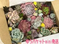 チ*ト様 多肉植物　エケベリア　セダムカット苗セット　寄せ植え※お読み下さい。