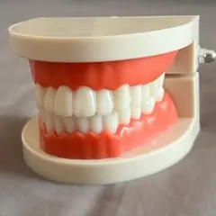 歯の模型 デンタルモデル 歯磨き練習 知育 子ども 歯科 開閉式