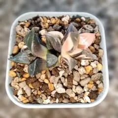 希少 ハオルチア コレクタ 多頭 酒呑童子錦 糊斑 s3 2025年最新】ハオルチア ハオルチア 酒呑童子の人気アイテム