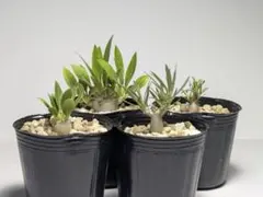 【NRK】N PLANTS R＆K様 リクエスト 8点 まとめ商品