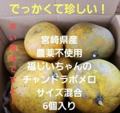 2026年最新】チャンドラポメロの人気アイテム - メルカリ