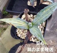 【アメリカーナ縞斑】アガベ　王道人気品種　初心者オススメ　抜き苗なら150円引きのサムネイル