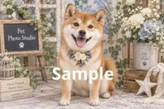 柴犬さんの記念写真 デジタルアート イラスト ポストカード