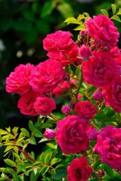 HANA★即発送対応様 リクエスト 2点 まとめ商品