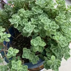 アロマティカス(カット苗4本)