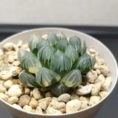 多肉植物　ハオルチア　氷灯玉露　根あり Yahoo!オークション - 多肉植物 オブツーサ ハオルチア 氷灯玉露錦 OM