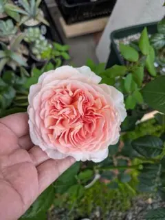 薔薇 バラ苗 イングリッシュローズ 接木苗 入手困難 Kate rose - メルカリ