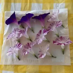 押し花素材 朝顔と12個