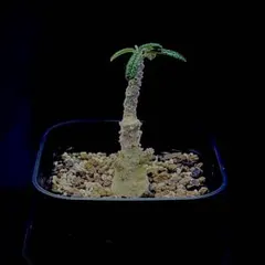 2025年最新】ドルステニア ギガスの人気アイテム - メルカリ