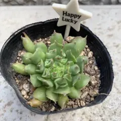 花ばあば様 リクエスト 3点 まとめ商品