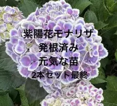 2026年最新】紫陽花覆輪の人気アイテム - メルカリ