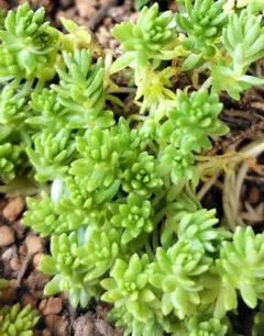 森村万年草　20カット+α　多肉植物　セダム