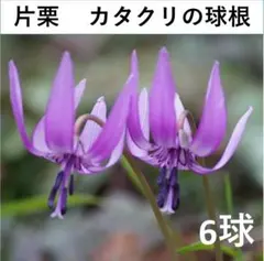 2026年最新】カタクリ 苗の人気アイテム - メルカリ