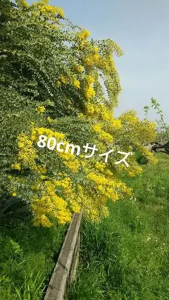 Item thumbnail for item 92a61a3f-aea2-4045-90d9-271228002933