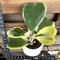 ホヤ　カーリー　斑入り　ハートホヤ　抜き苗　カップごと発送のサムネイル